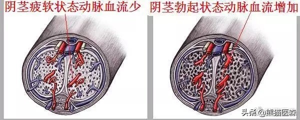 你知道阴茎勃起的原理和机制吗？