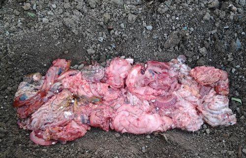 春天种植需要用到的肥料,怎么给花卉施氮磷钾肥