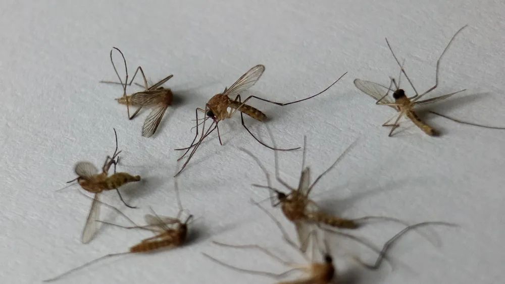 防蚊香小妙招大全,夏天蚊香害处小常识