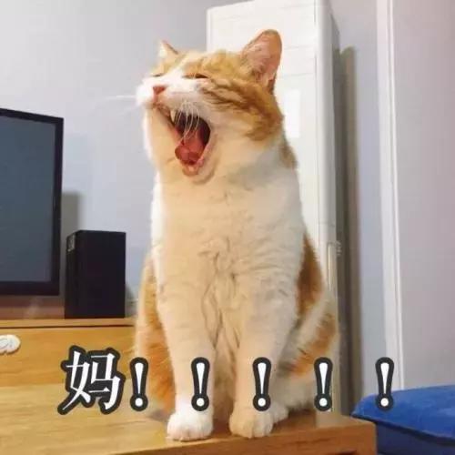 养猫新手入门必知事项及注意事项,新手养猫注意事项及手册