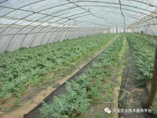 西瓜小叶病西瓜叶片卷曲原因,西瓜龙头皱缩什么原因