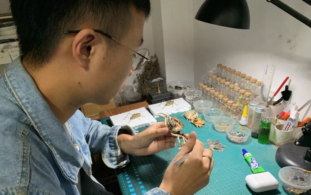 95后小伙离世捐献器官救了5人,95后小伙昆虫标本