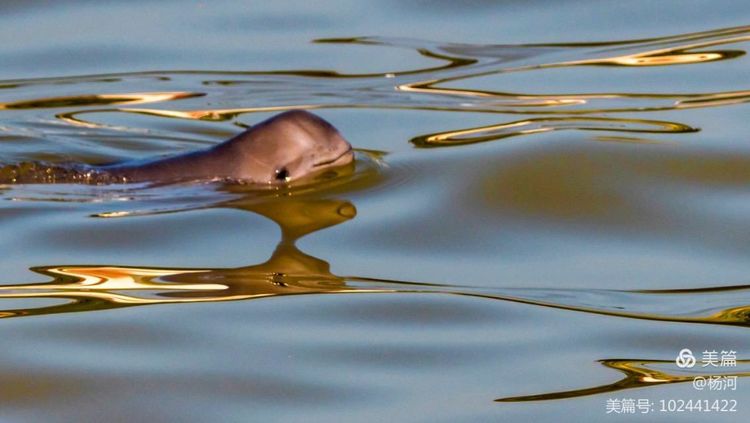 江豚戏水，醉美长江