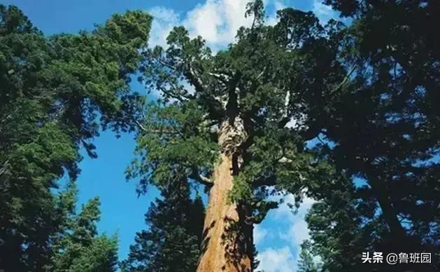 地板界中的爱马仕,红木地板与柚木