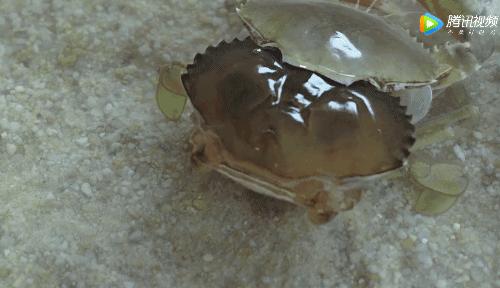 所有人都想请他来东莞拍「肉戏」