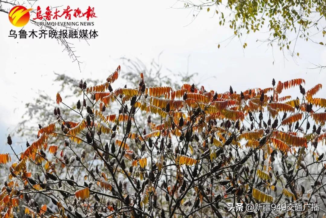 从新疆出发内地旅游省钱攻略,疆内旅游机票