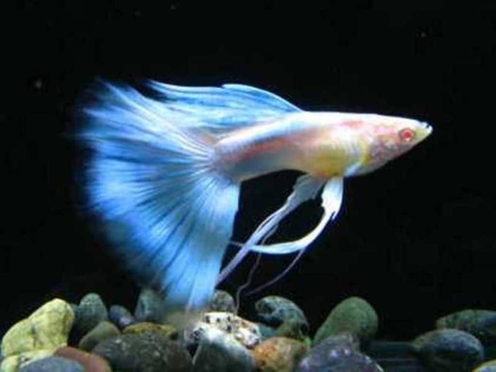 能养爆缸的小型热带鱼,新手十大养不死的热带小型观赏鱼