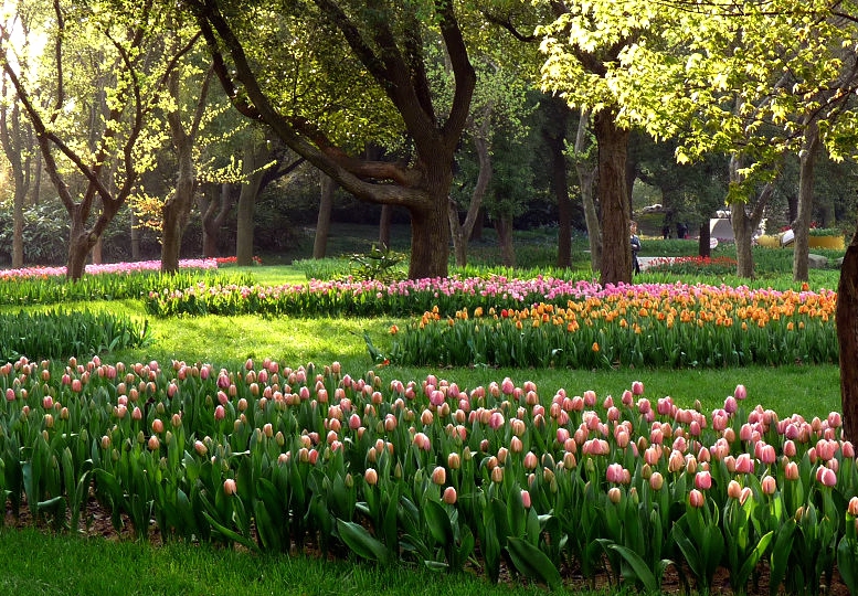为看郁金香飞一趟荷兰？无锡人说：别傻了！来无锡梅园吧
