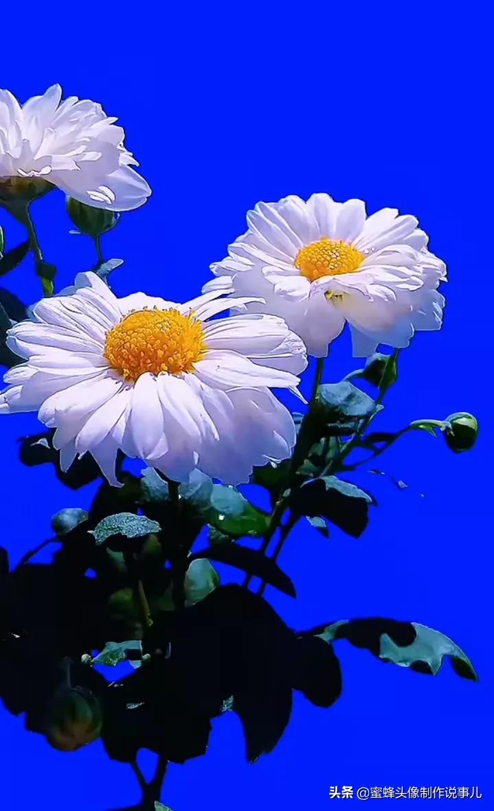 一花一世界唯美壁纸,独一无二的好看壁纸