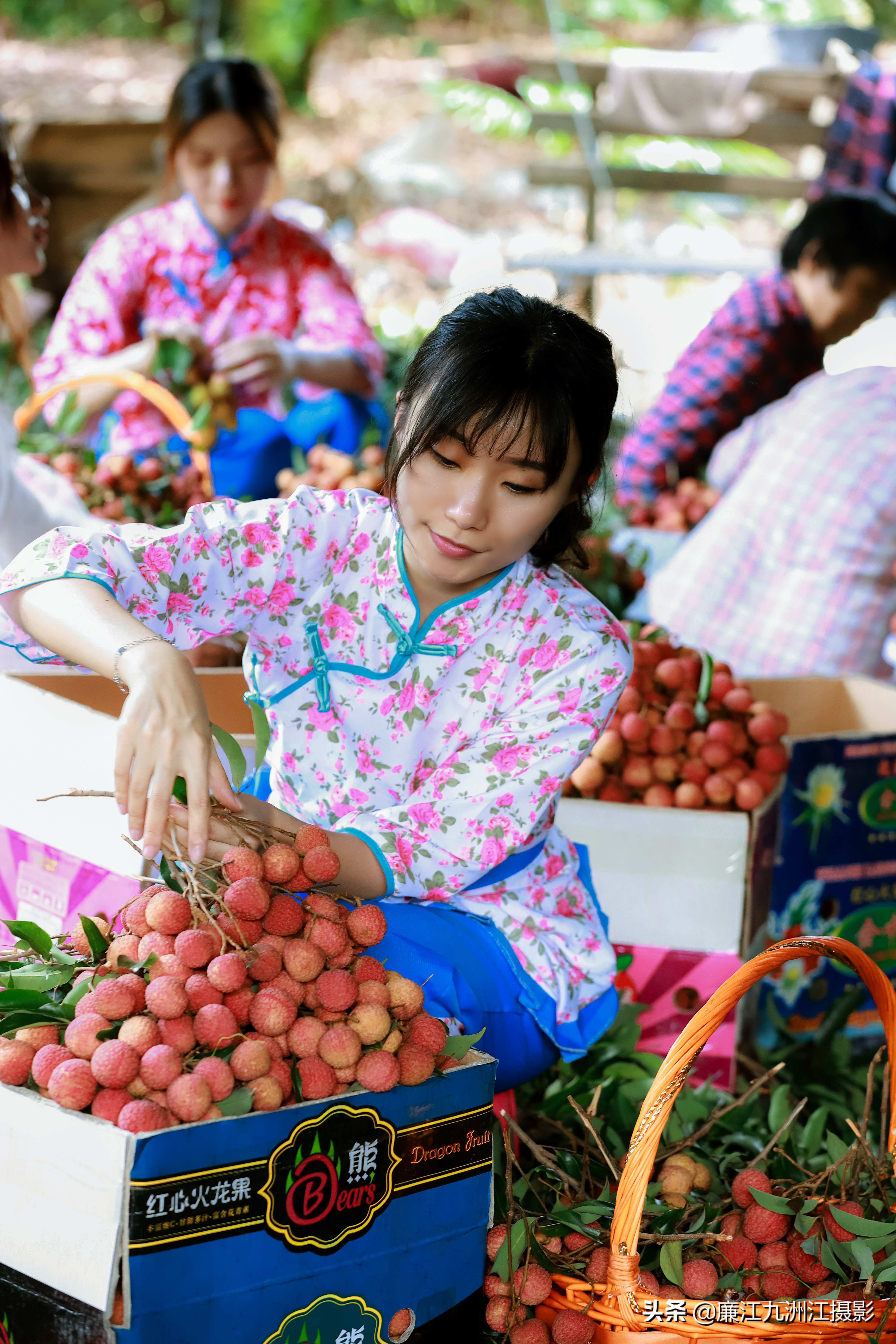 湛江市廉江荔枝节开幕式视频,廉江荔枝文化节