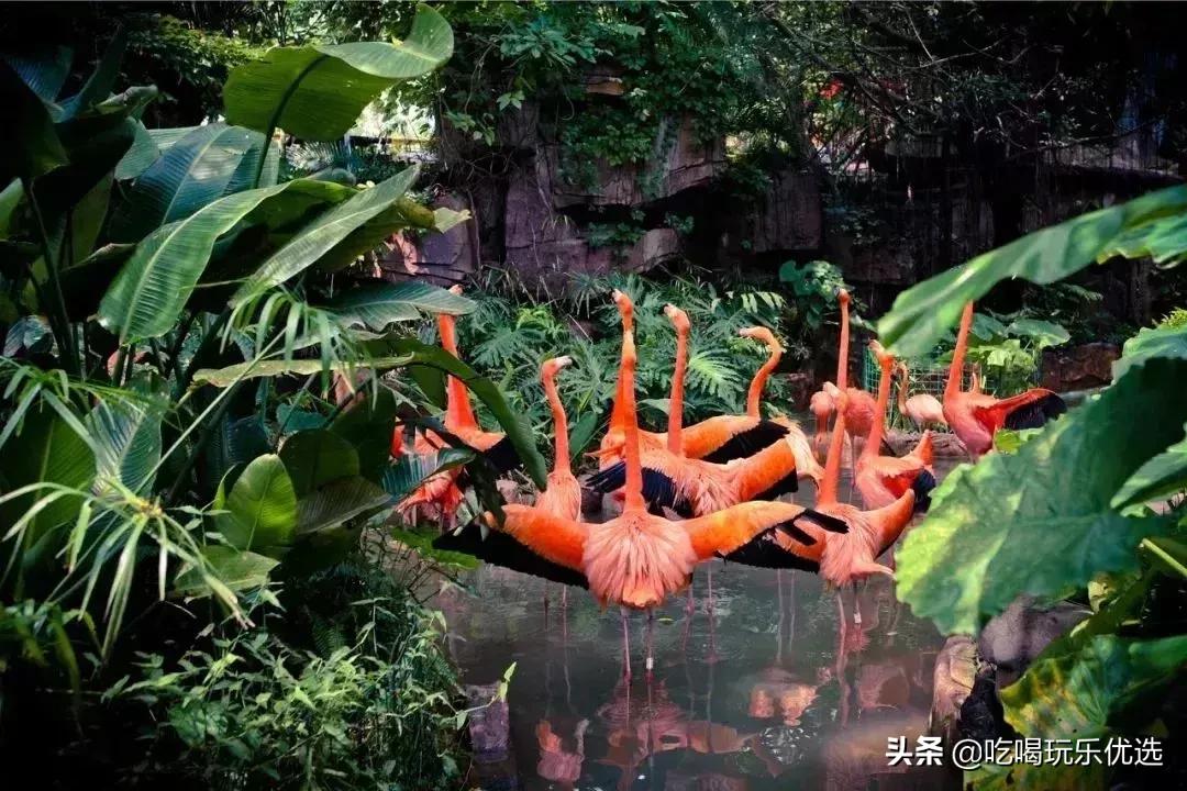 「国庆欢乐提前购」早买优惠！佛山5A长鹿休博园双人套票158元起