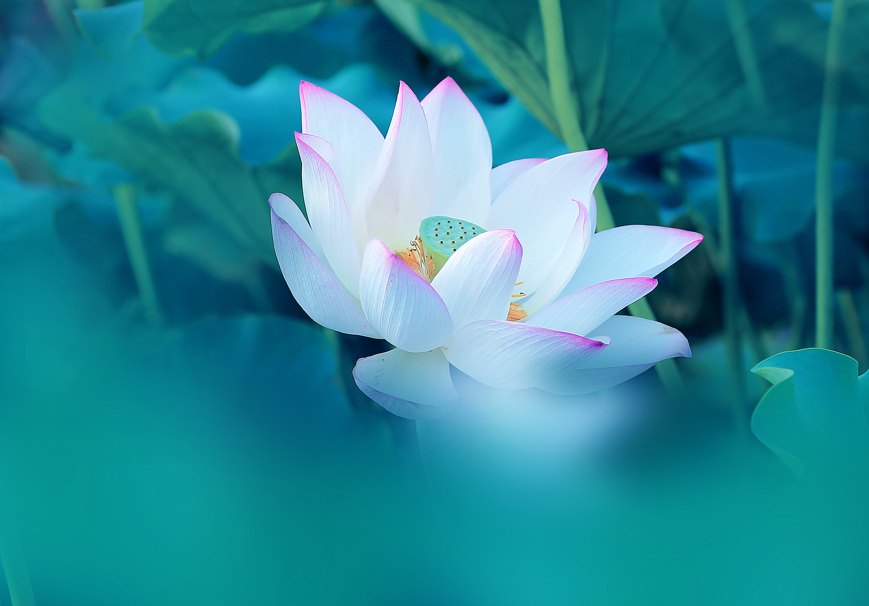 摄影后期色彩搭配原理与技巧,顶级摄影作品中的色彩运用