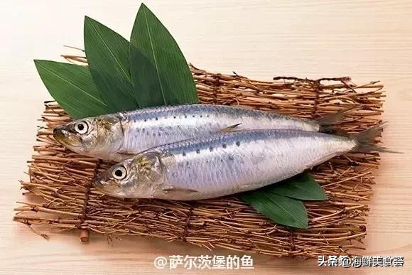 各种寿司纯鲜三文鱼刺身,日本传统寿司都用什么鱼