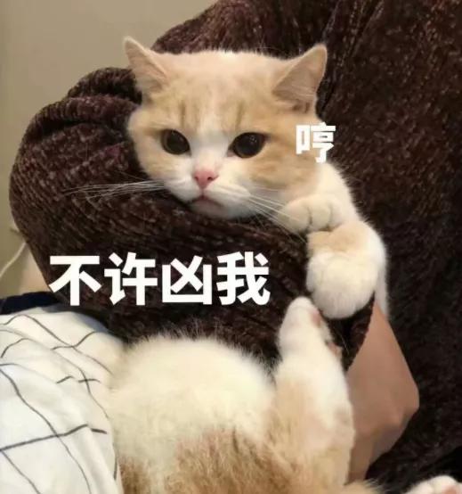 用棉签能让母猫停止发情？快别傻了……