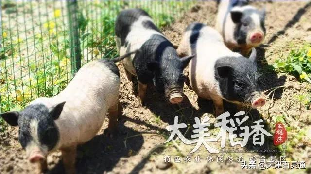 天津油菜花什么时候开,天津周边看油菜花最好的地方