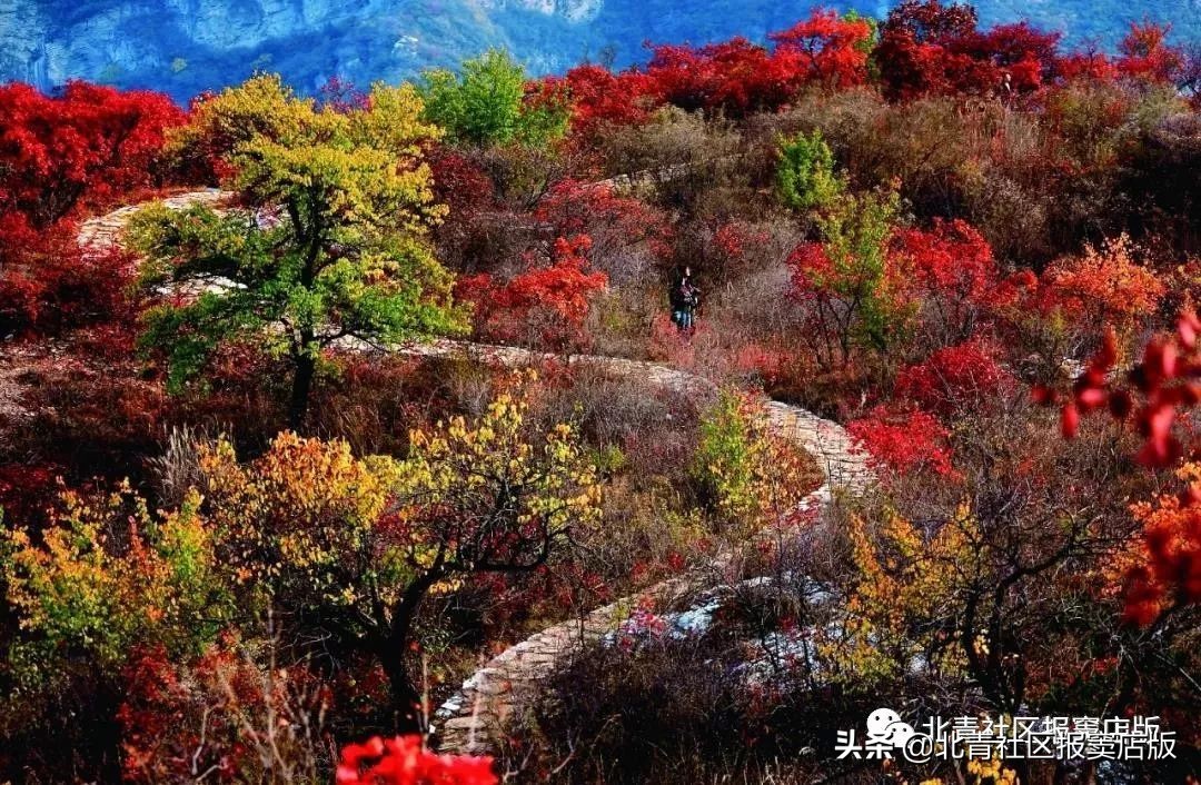 乐游丨周末将至，一起来看壮观红叶、品道口烧*吧鸡**