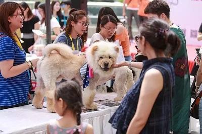 为什么总是提倡“领养代替购买”？