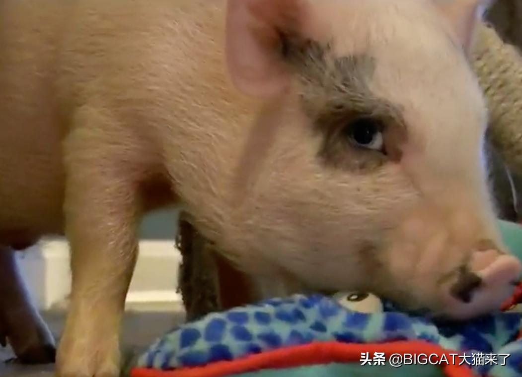 4头小猪将成为狮子晚餐，却因长得太可爱被人救下，一生从此改变