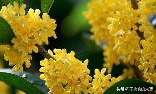 哪些鲜花可以食用,可以吃的鲜花有哪些