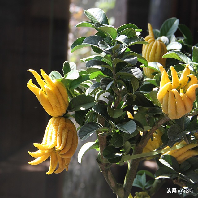 佛手绿植能养在家中吗,盆栽佛手挂果后怎么养护视频