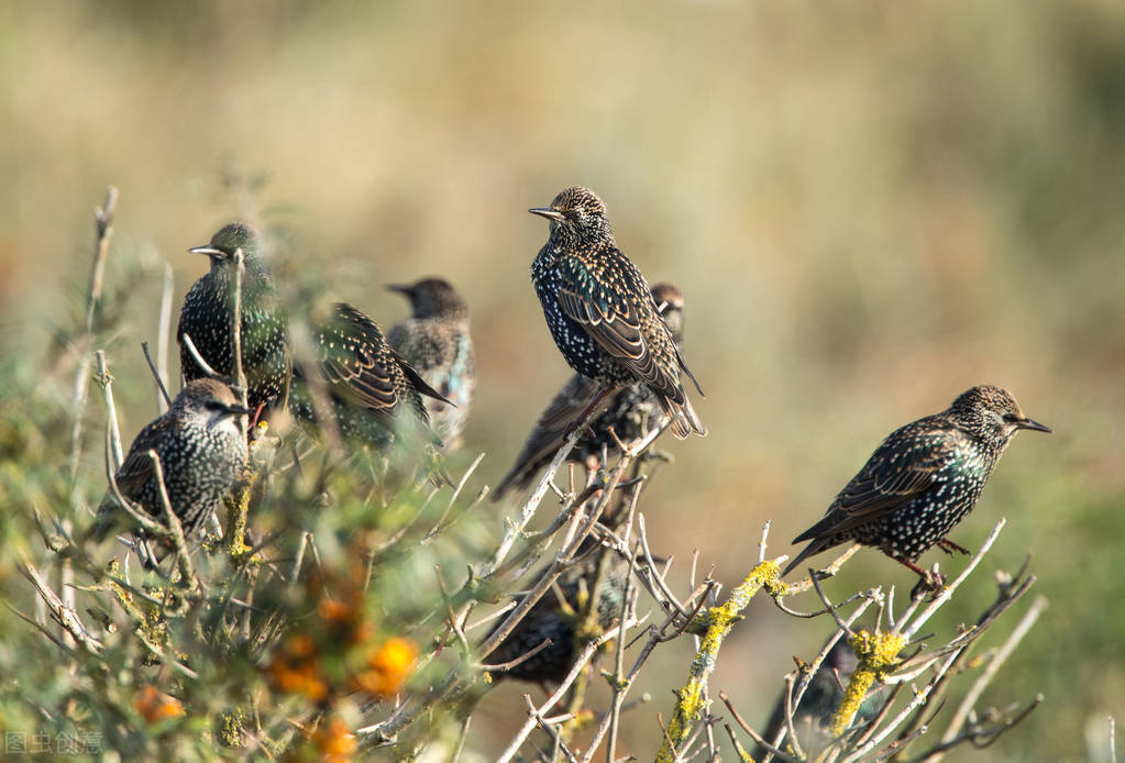八哥拉稀怎么办但是很活泼,八哥喝水喝太多拉稀怎么办