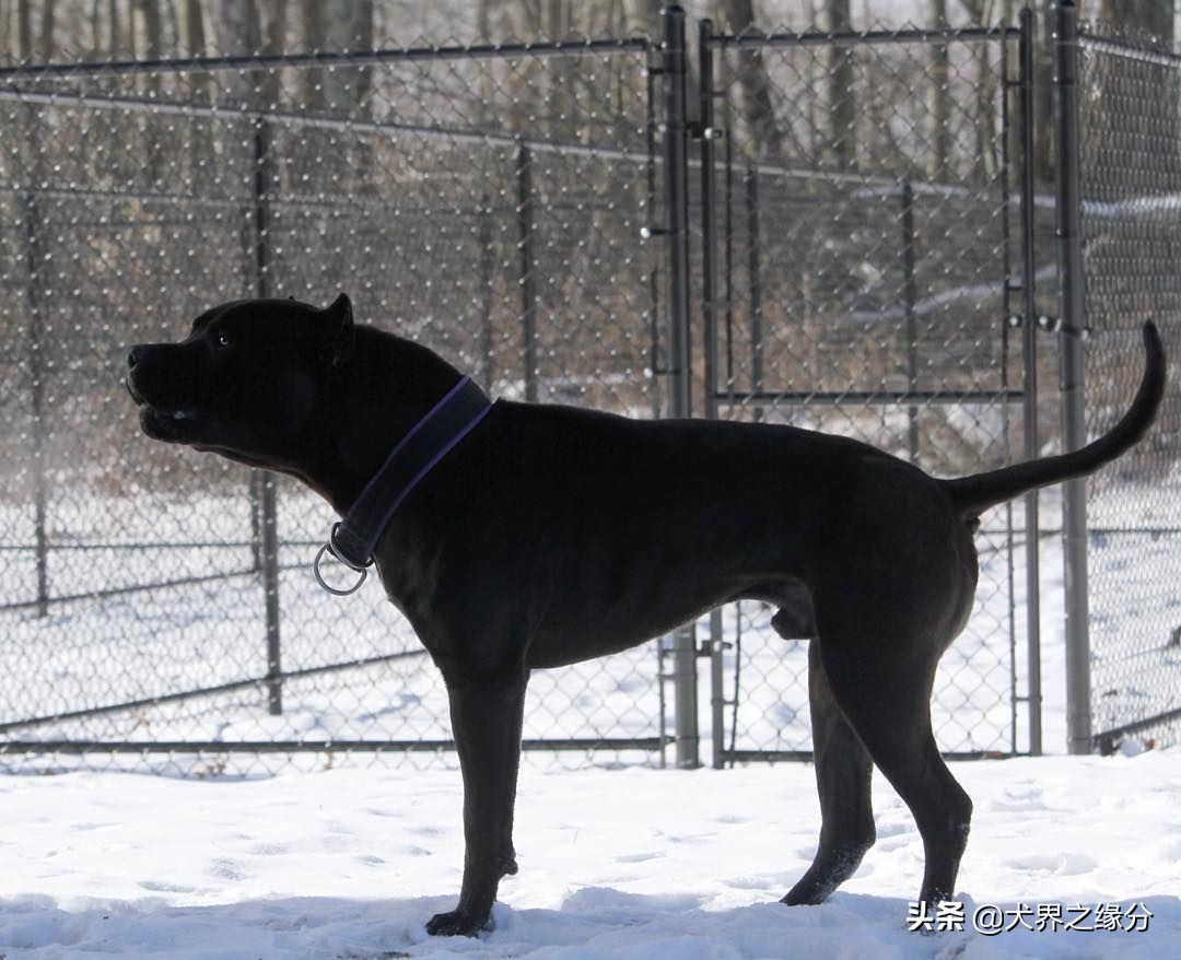 轻松完爆狼族的4种猛犬,能打败狼的四种猛犬