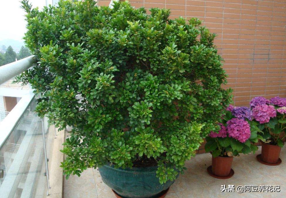 刚买的米兰怎么养才长得好,新买的米兰怎么养才能长得快