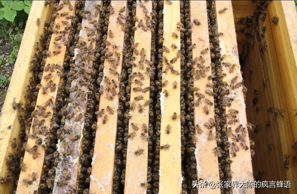 意蜂盗中蜂为什么中蜂不抵抗,中蜂养殖经常死蜂怎么办