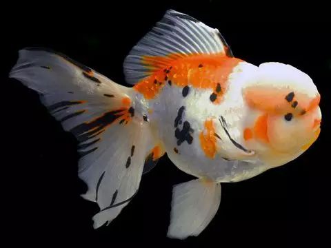 这些五彩斑斓的金鱼养眼又养心,最美的观赏金鱼值得一看