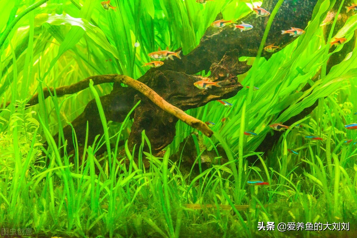 鱼缸紫外线杀菌灯有效范围,鱼缸水发绿用uv杀菌灯多久见效