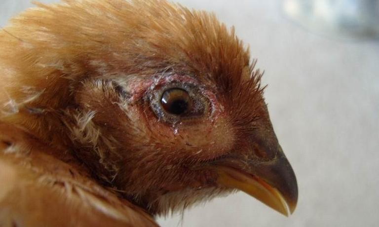 鸡群出现眼肿脸肿，黄色粘液干酪物，这该怎么办？