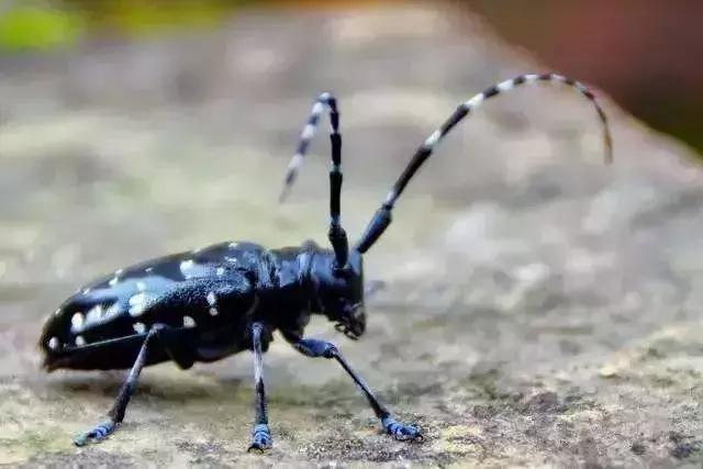 自贡有哪些稀有动物,自贡有哪些小动物
