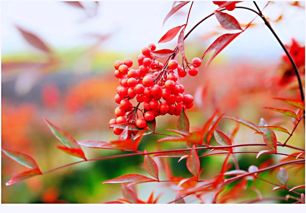 红豆是什么果实,红豆学名相思子