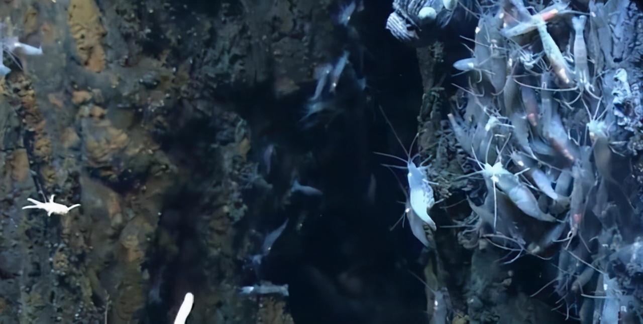 海底400度火山口的虾上岸,海底450度的虾怎么煮熟