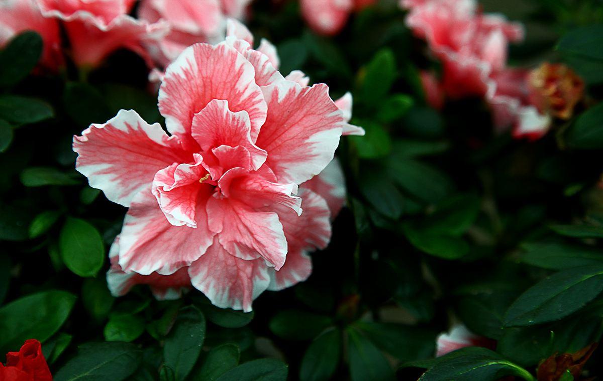 杜鹃花黄叶掉叶怎么办呢,盆栽杜鹃花叶掉的厉害怎么回事