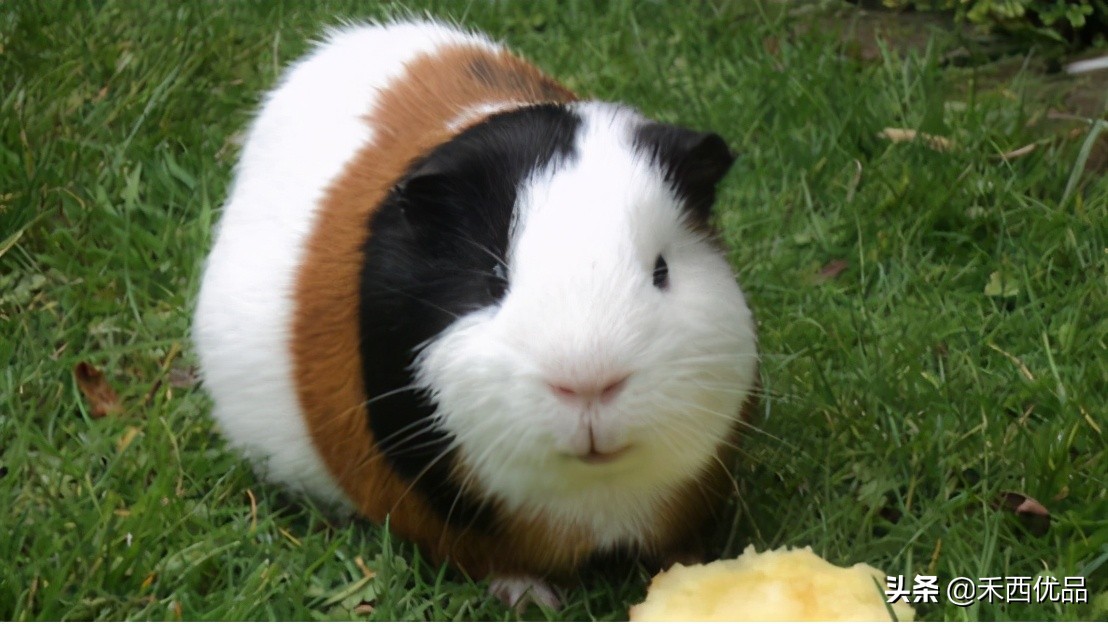 豚鼠的喂养,豚鼠喂养笼子