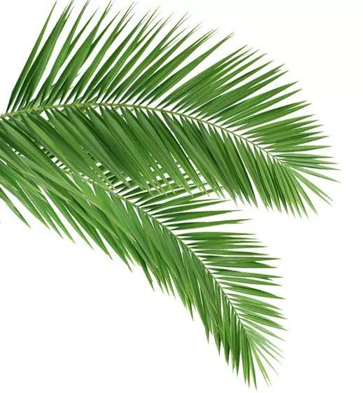 coconutoil椰子油洗头,coconutoil使用方法