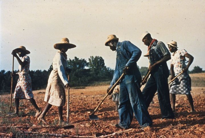 黑奴采棉花历史原视频,黑奴采棉花历史叫什么