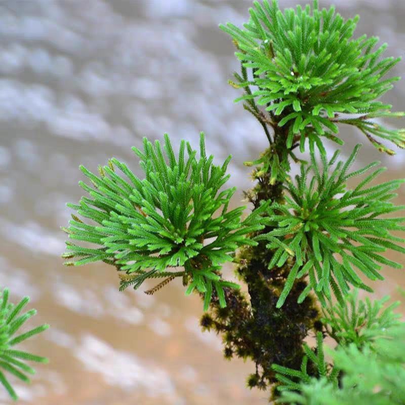 十大最好养的绿萝花,九种养不死的花