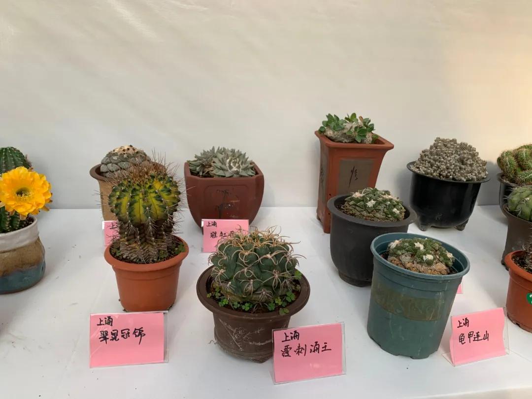 这个年销量上亿株多肉的县城，举办了首届多肉电商节