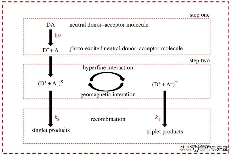 生命的边缘量子生物学时代的到来,量子生物学的研究意义