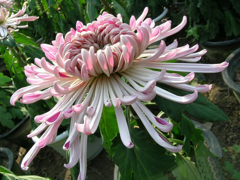 中国三十种名花图片大全,中国十大名花及花卉文化