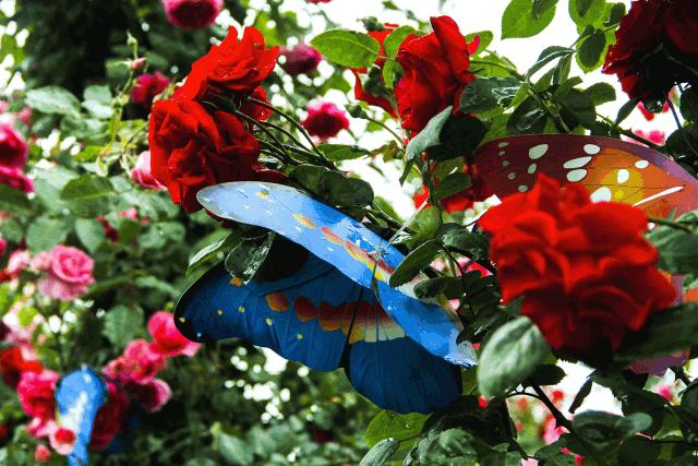 郫都区最美的花海,成都郫都花乡玫瑰开放了吗