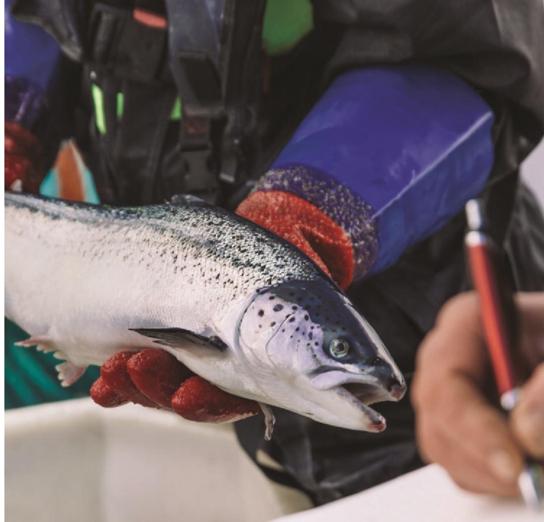 日本三文鱼是挪威进口的吗,三文鱼为什么是日本料理