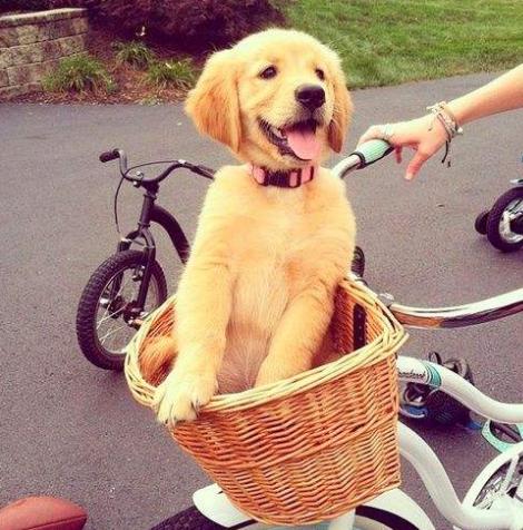 挑选金毛的正确方法,挑选金毛怎样才能挑选到好的