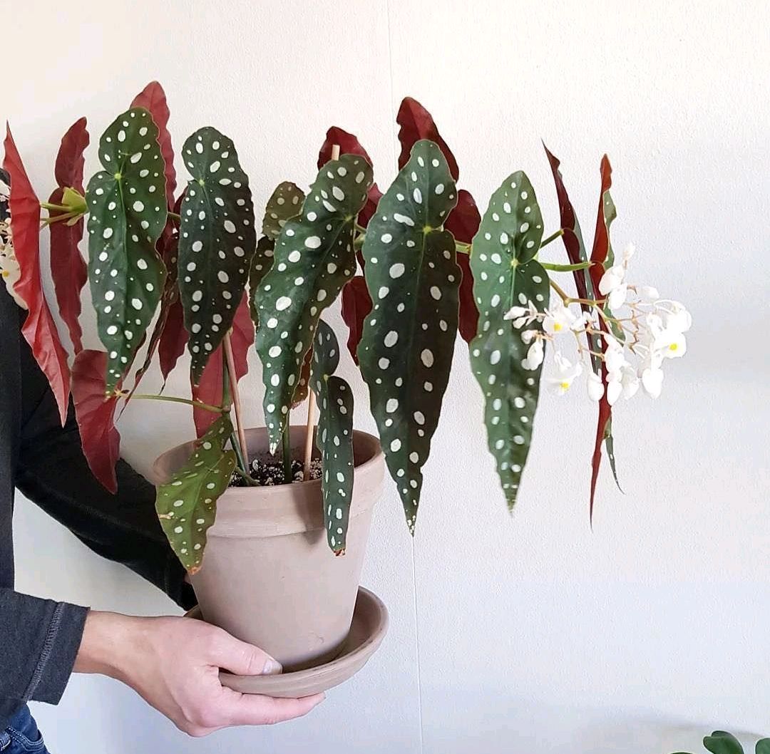 人养花一时养人一生,人养花同时花也养人