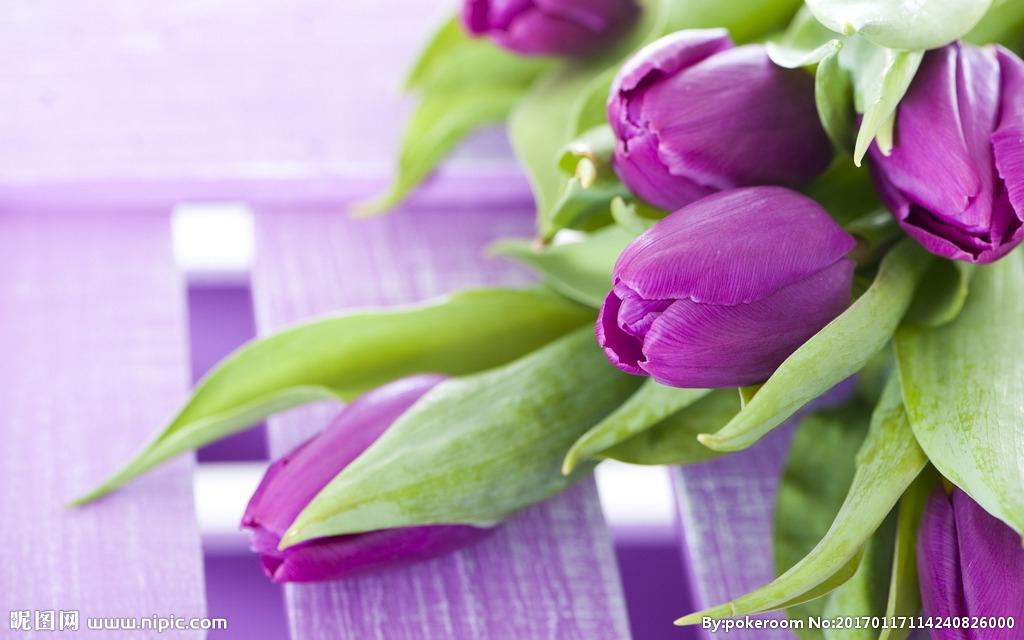 用郁金香表白语录,关于郁金香表白的浪漫句子