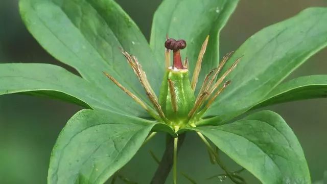新鲜野生七叶一枝花能治病吗,农村野生七叶一枝花
