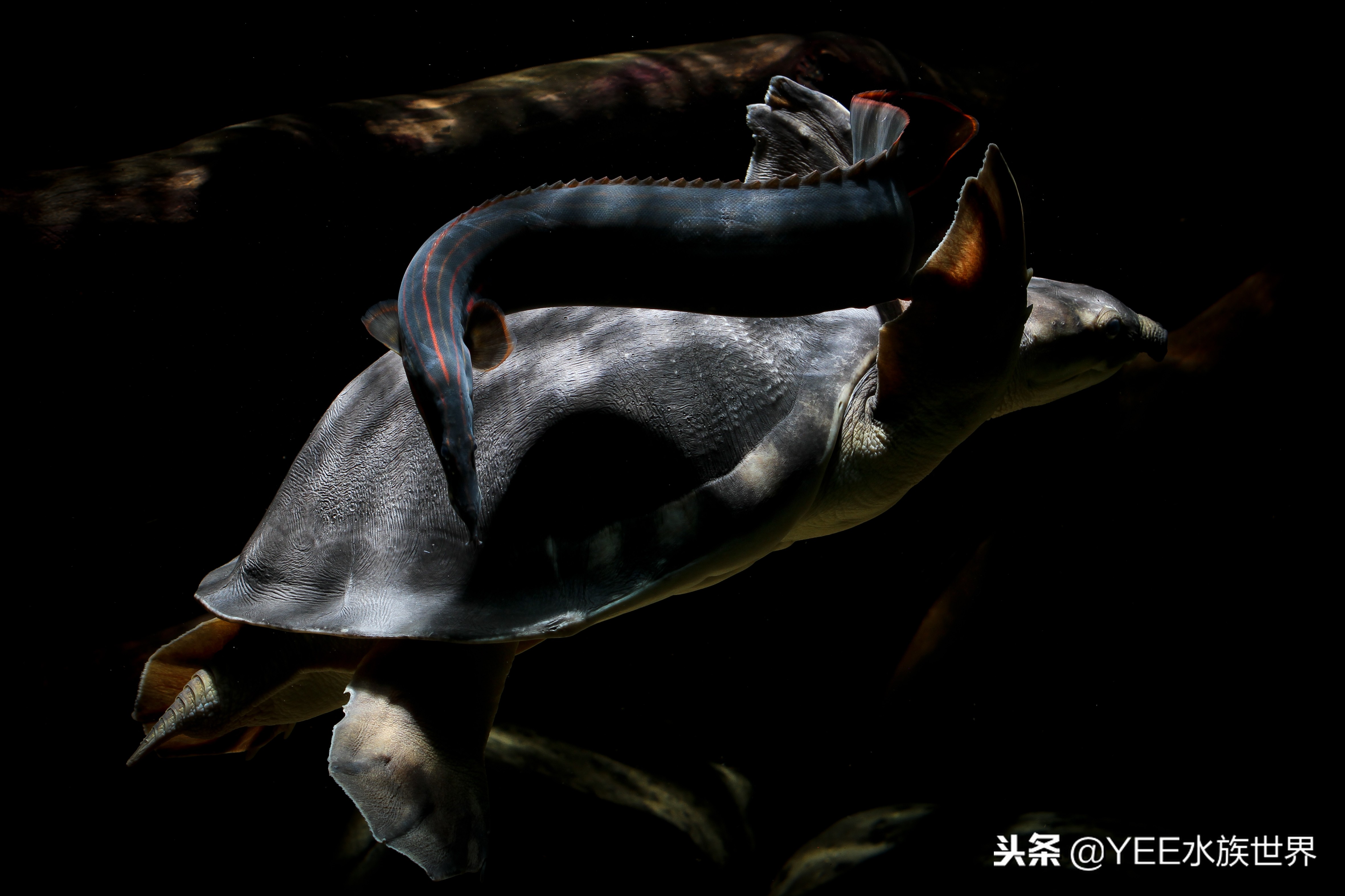 龟鱼混养乌龟吃鱼怎么办,鱼和乌龟混养是什么结果