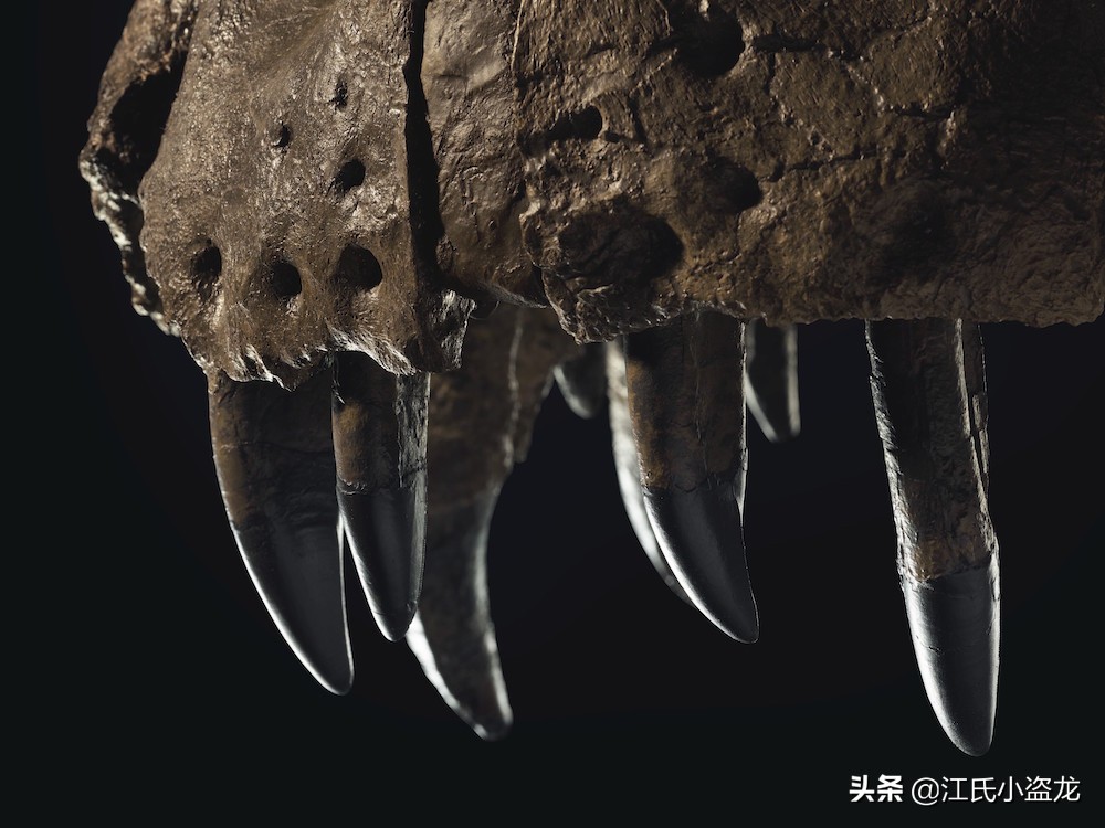 最珍贵的恐龙化石拍卖几十亿,史上最巨型恐龙